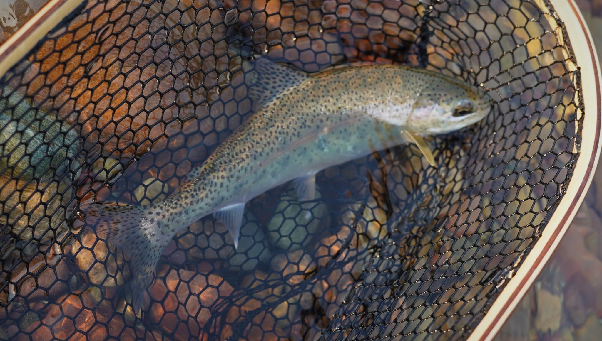Budget Montana Trout Fishing