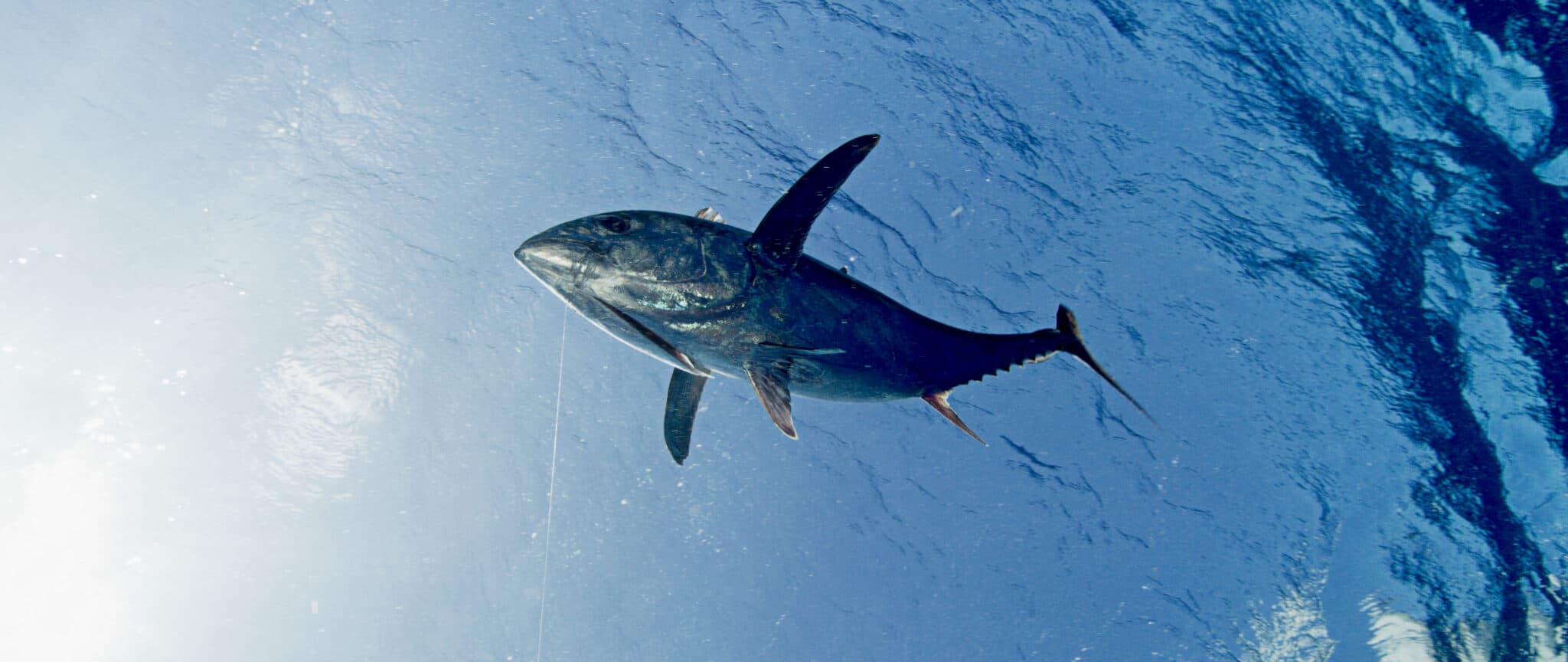 Peanuts with a Punch Yellowfin tuna underwater