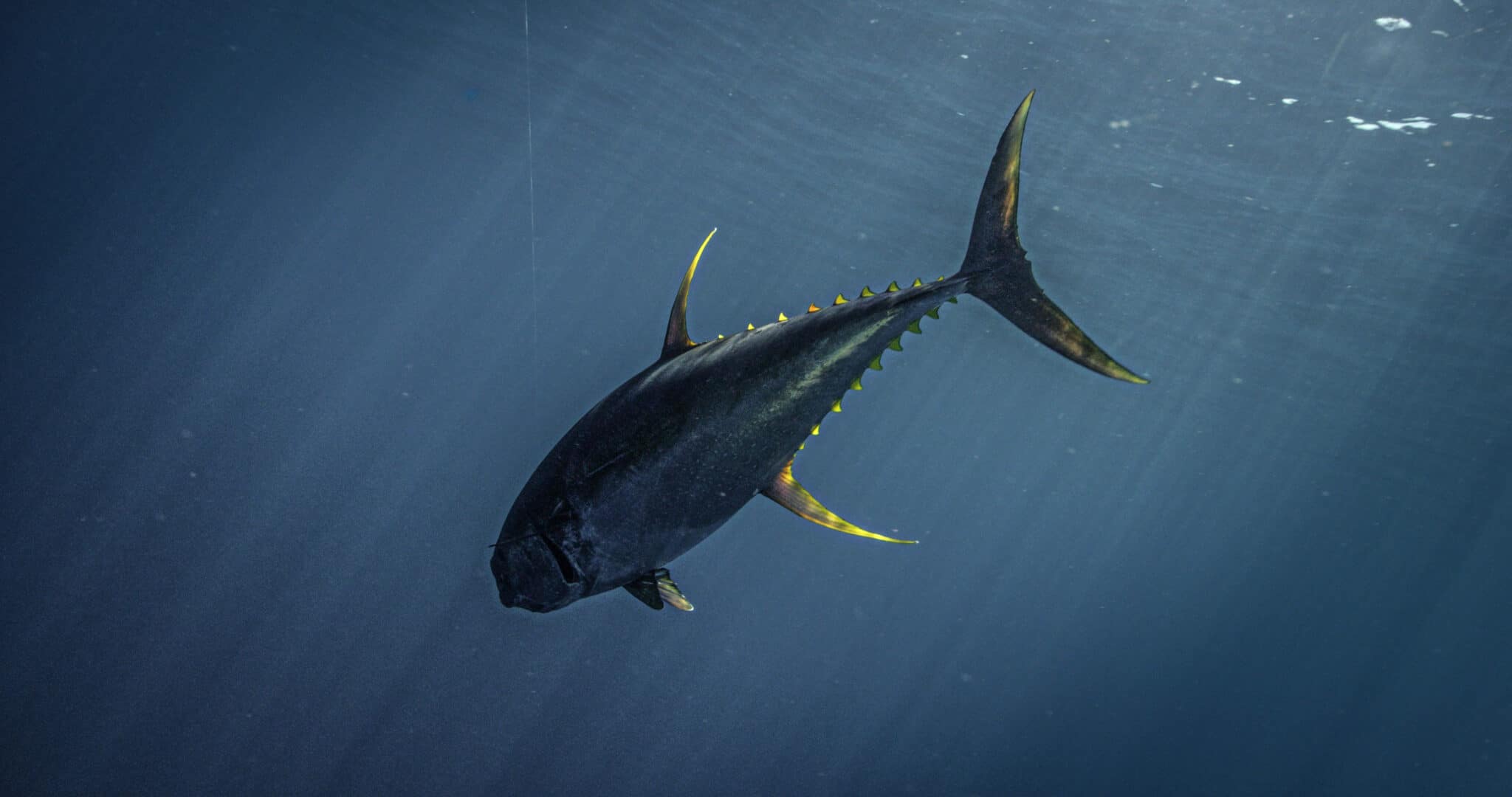 The Bite Leader Yellowfin Tuna Underwater