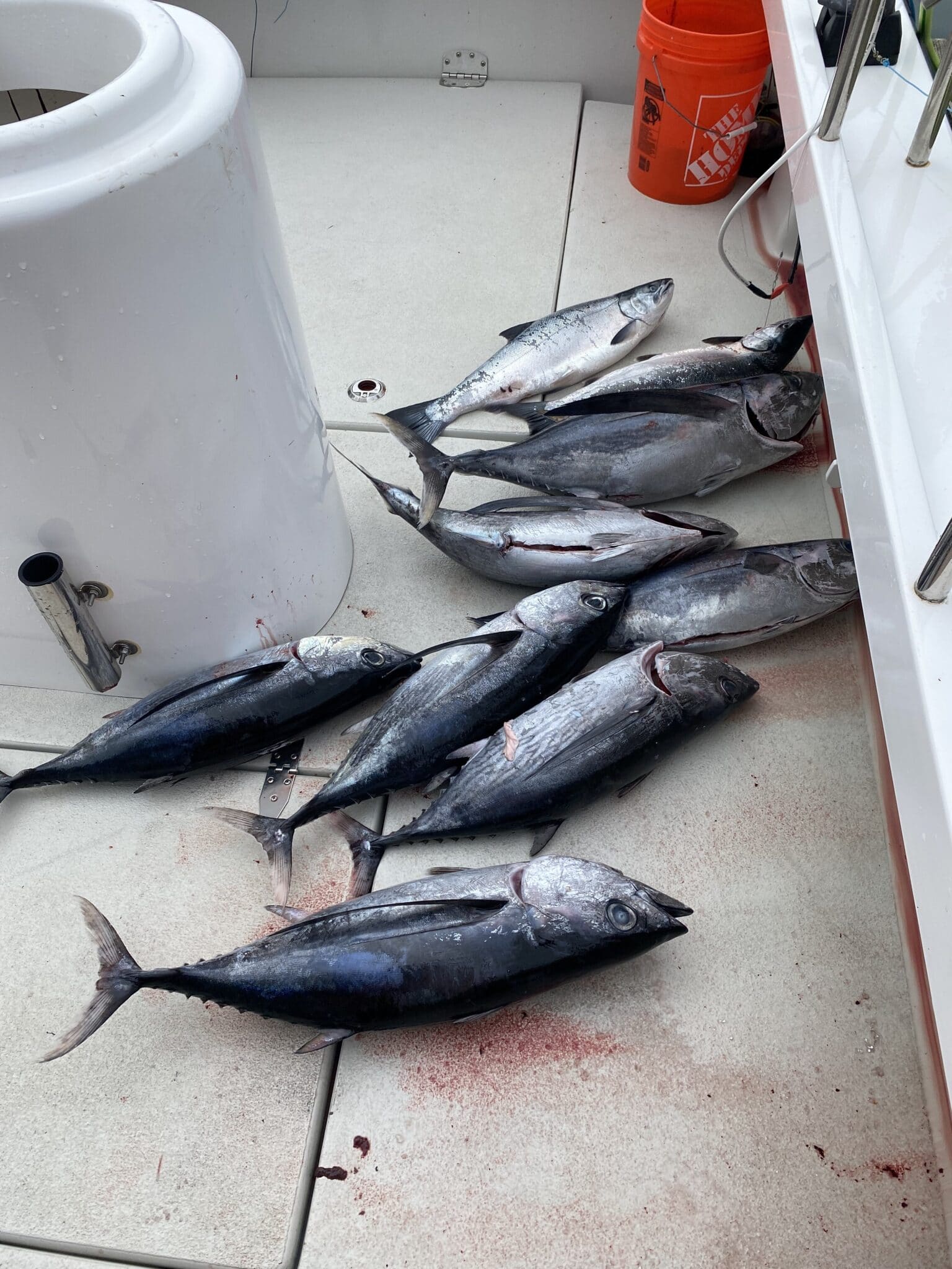 Westport……what a place Westport Tuna