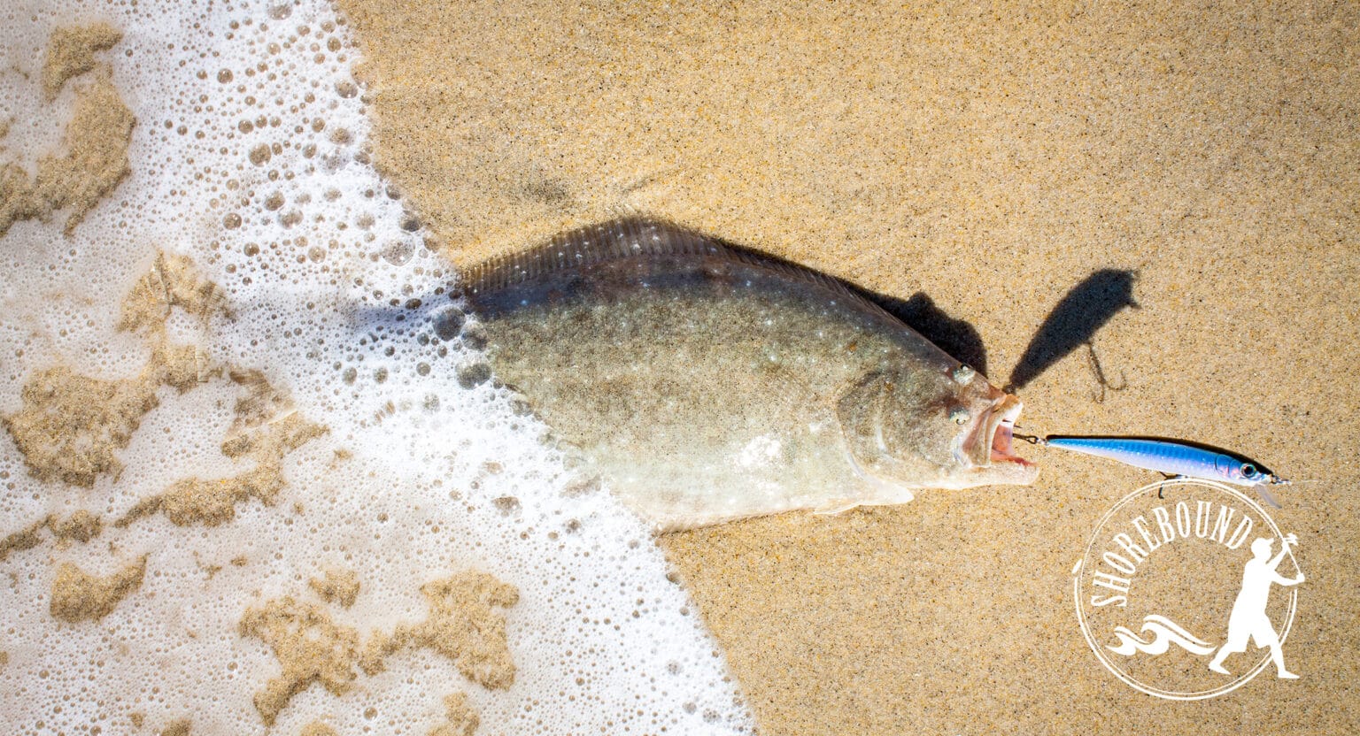 Where to Catch Halibut in the Surf Shorebound Halibut in the surf