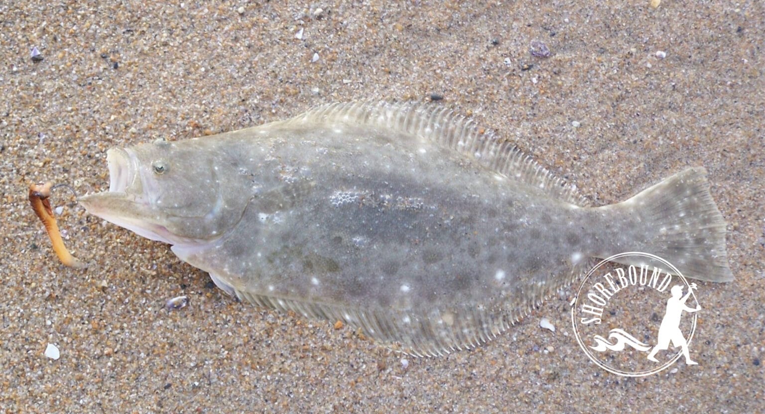 Our TOP 5 Natural Baits for the Surf. Shorebound fish in sand