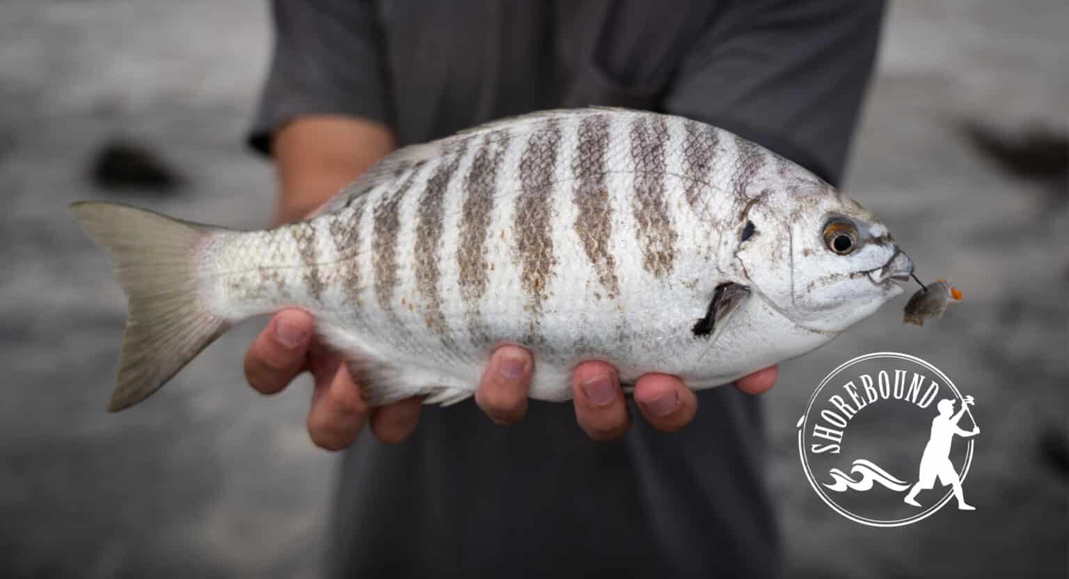 SURF FISHING BAIT PRESENTATION Zebra Surf Perch