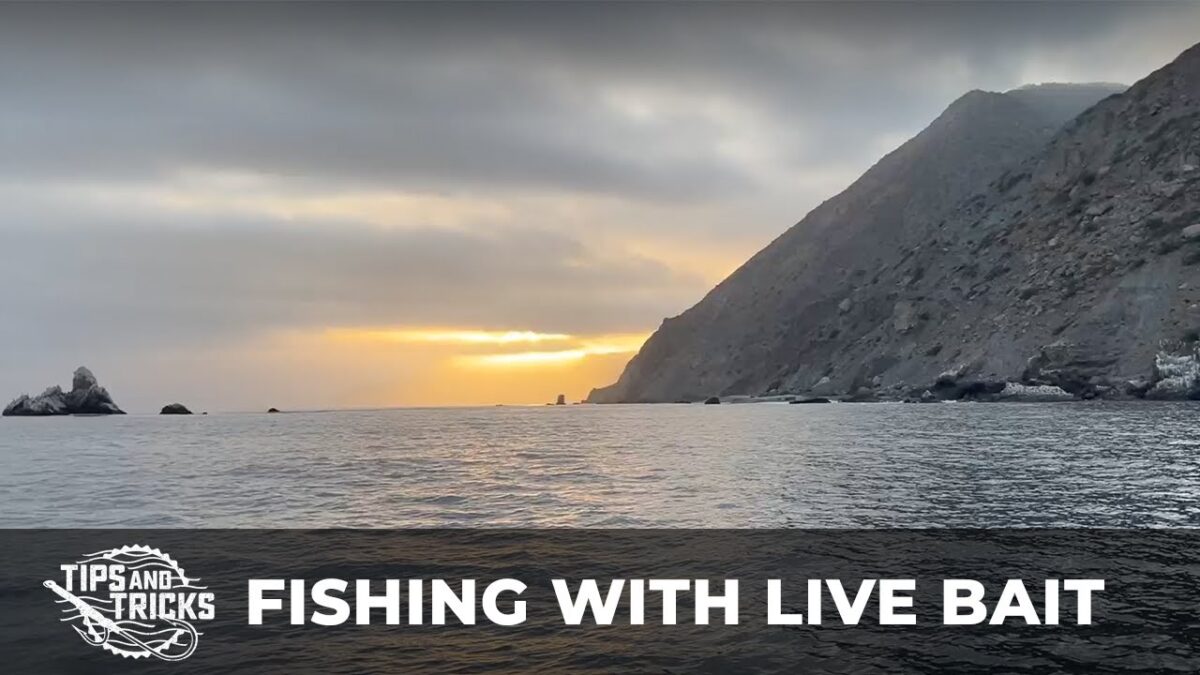 Tips and Techniques for Fishing with Live Sardines Tips and Tricks: Fishing with live bait