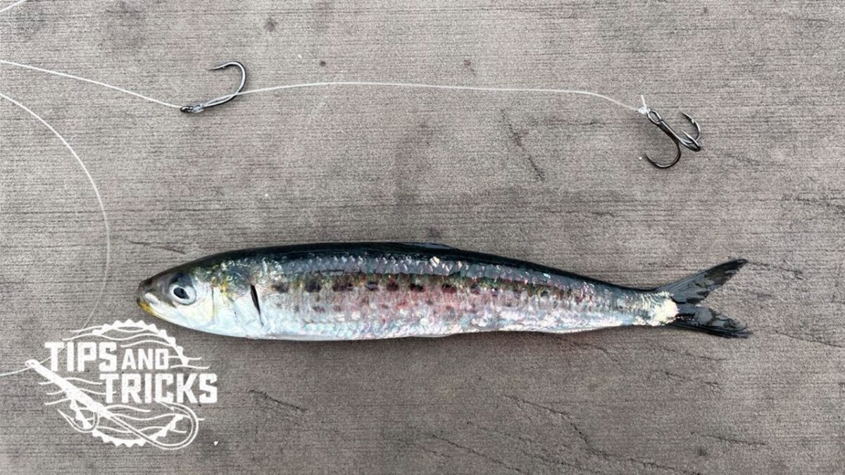 HOW TO: FISHING FOR HALIBUT, USING THE TRAP RIG Tips & Tricks trap rig