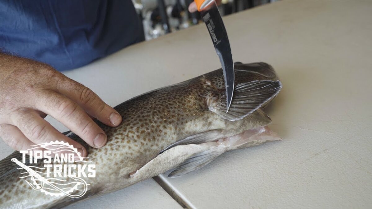 How-to: Filet a Cabrilla (Leopard Grouper)