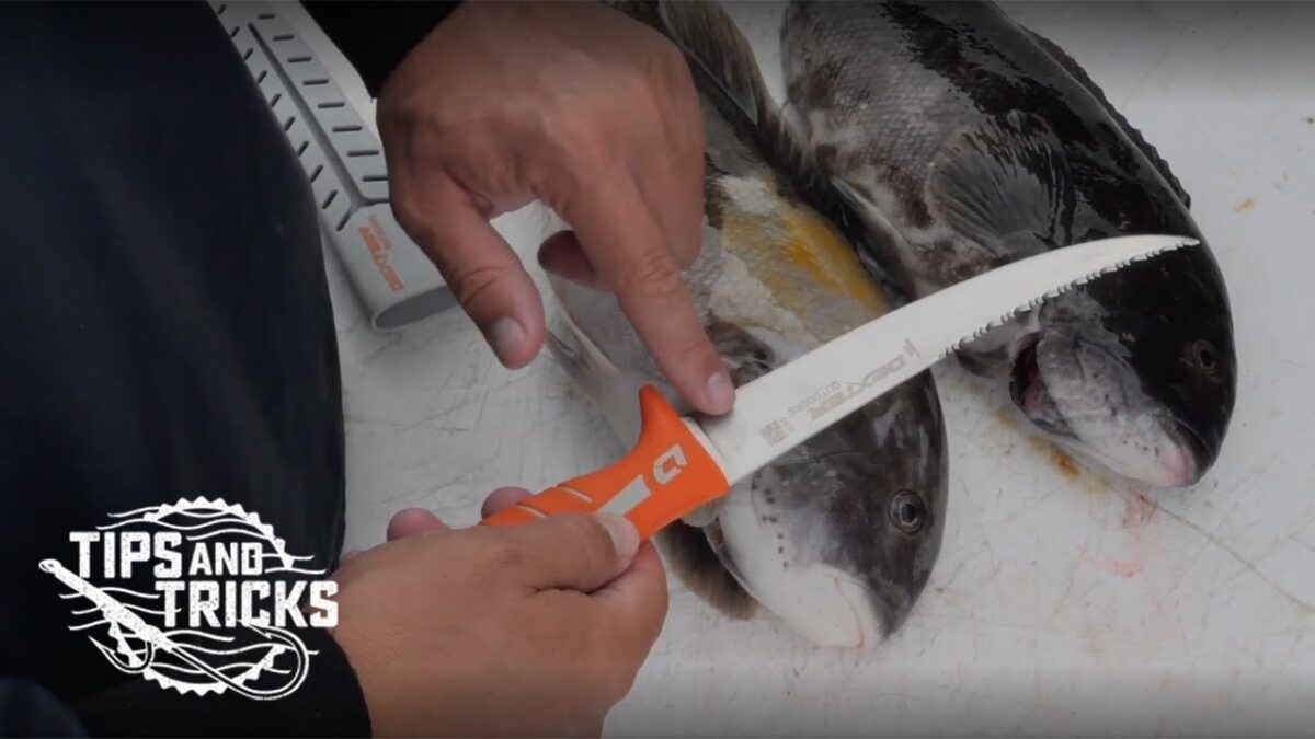 How-to Filet: Tautog