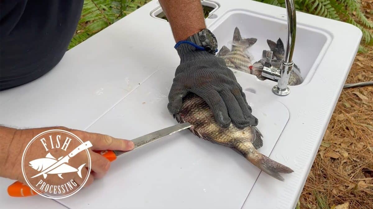 How to Filet a Gulf Sheepshead