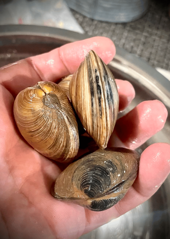 clams for seafood recipe