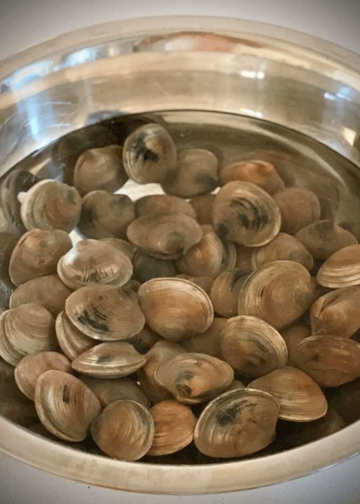 clams purging in cold water